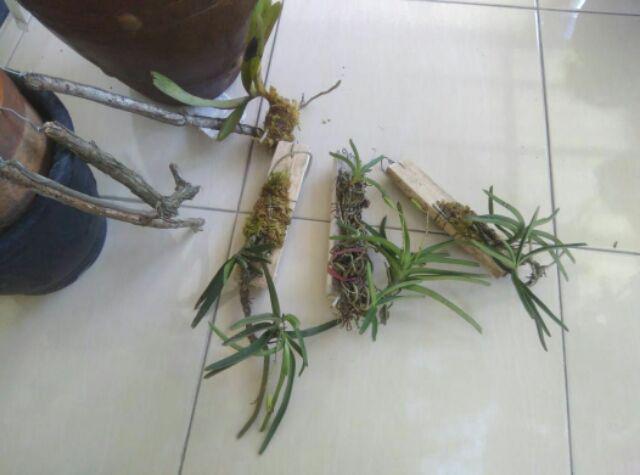 Anggrek Vanda Miniatum