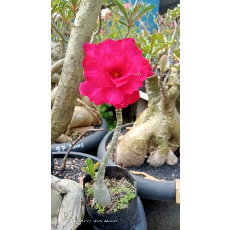 Adenium Tumpuk ORI tanpa sambungan