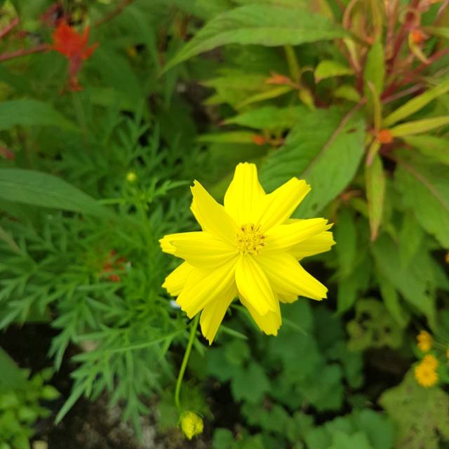 Benih Biji Bunga Kenikir Kuning, Orange