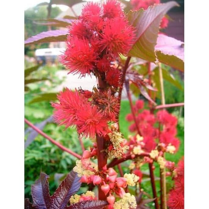 BIBIT TANAMAN JARAK KEPYAR MERAH GROSIR