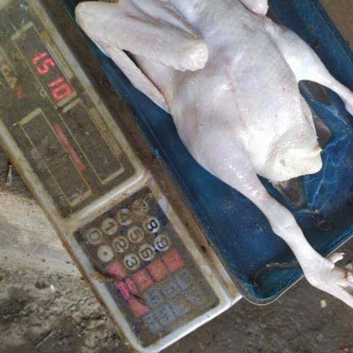 

daging bebek raksasa super murah bobot 1,5 kg