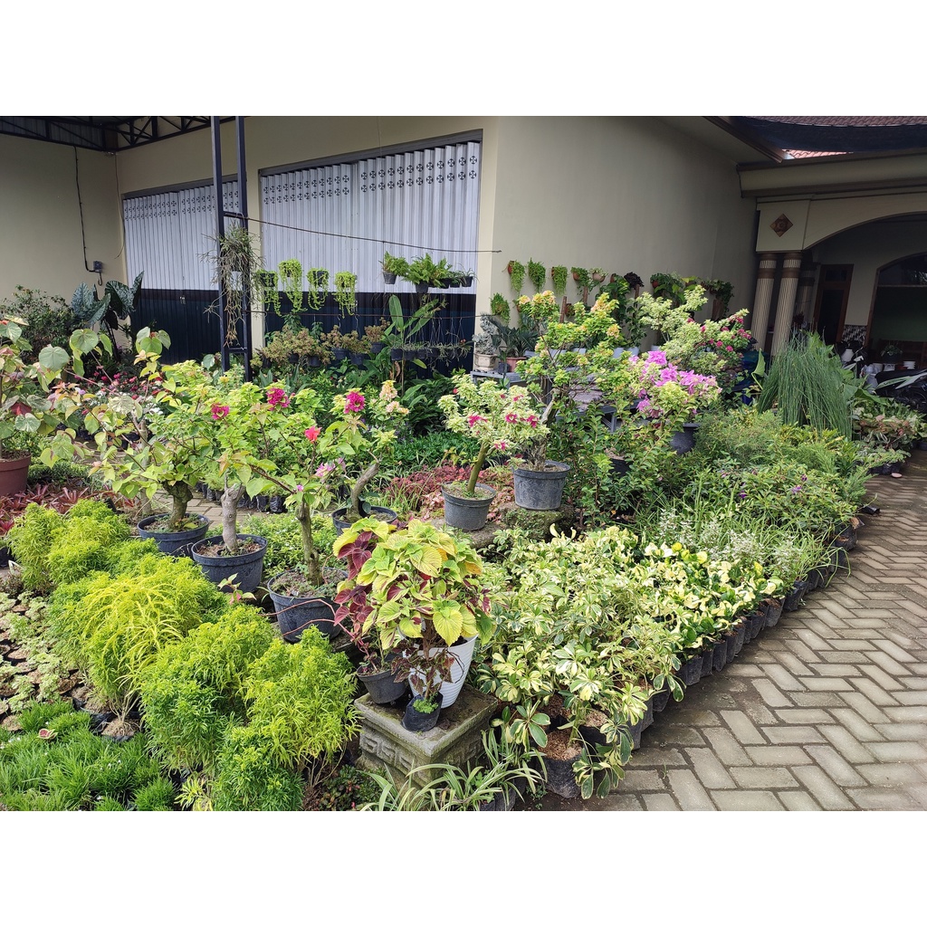Syngonium Chiapense Tanaman Hias Bunga Syngonium Hijau Tanaman Mueah