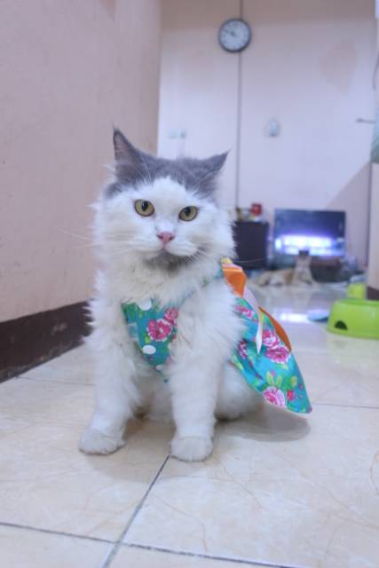 Dress ala korea lucu untuk kucing dan anjing / baju kucing murah size S-XL