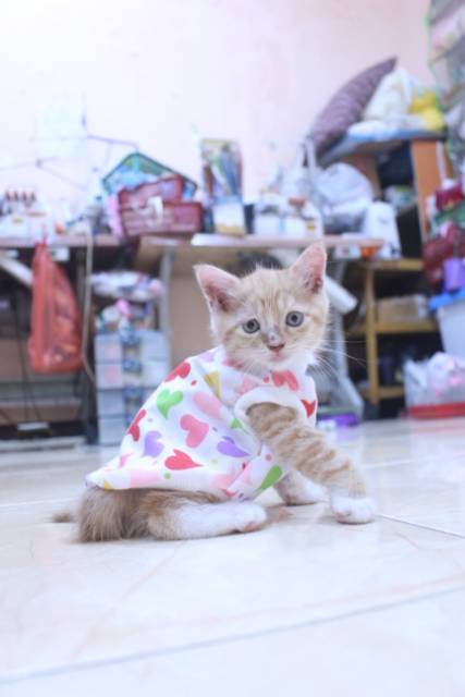 Kaos lope-lope model simple lucu untuk kucing dan anjing / baju kucing murah size S-XL