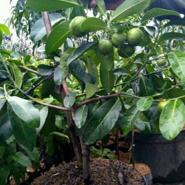 Bibit black sapote