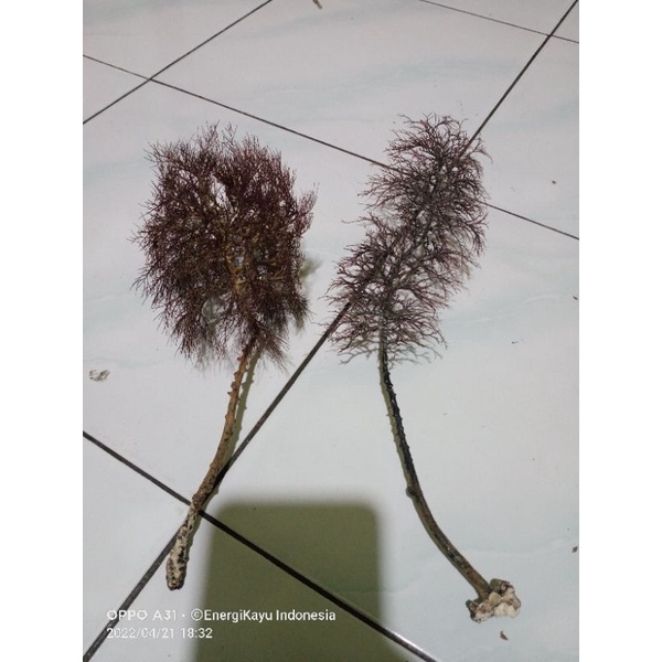 CEMARA LAUT AKAR BAHAR CEMARA