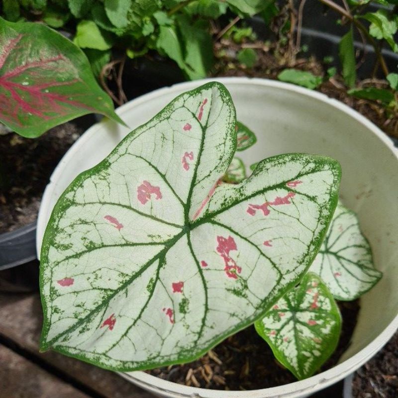 Caladium Cranberry Star / Strawberry