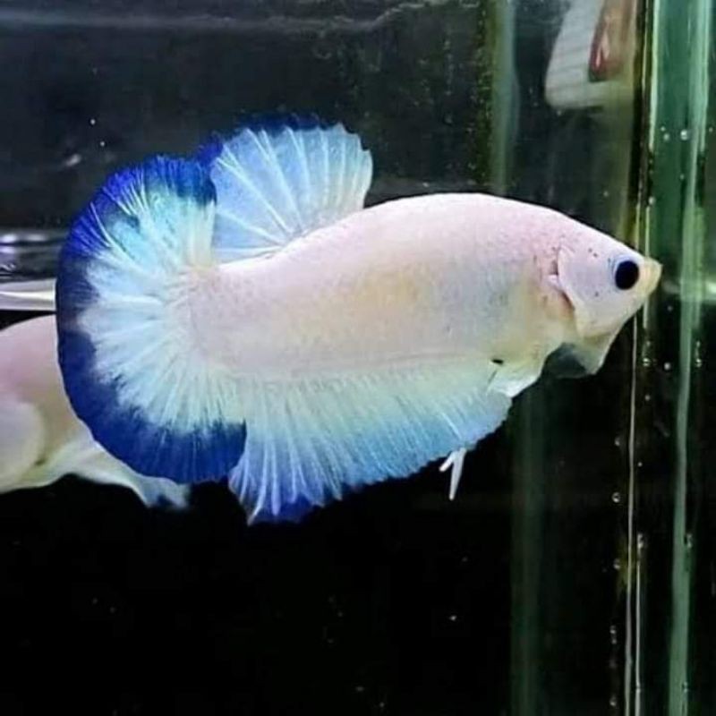 paket 10 burayak ikan cupang blurim line thailand 🇷🇺🇷🇺🇷🇺