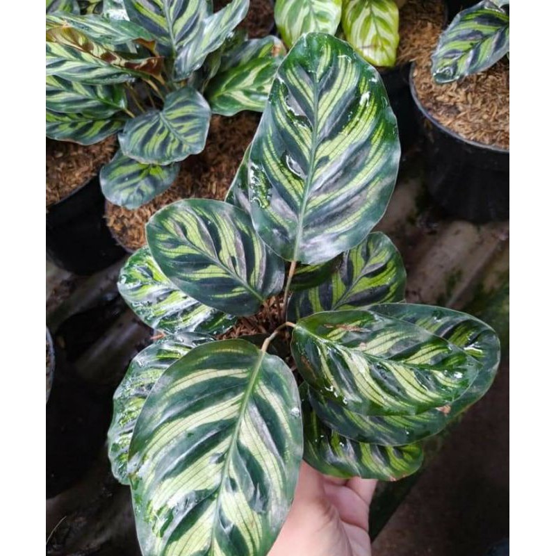 tanaman hias calathea makoyana import