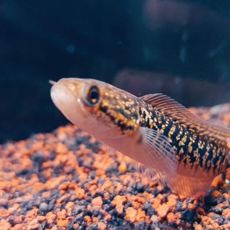 rsp kalimaya taiwan / rsp kalimaya / asiatica redspot kalimaya taiwan 4-5 cm dan  7-9 cm