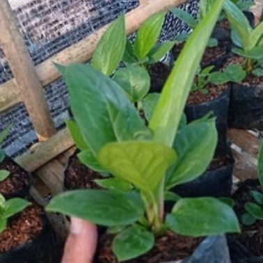 DIARY PETANI - Anthurium Jemani Cobra Remaja Mewah