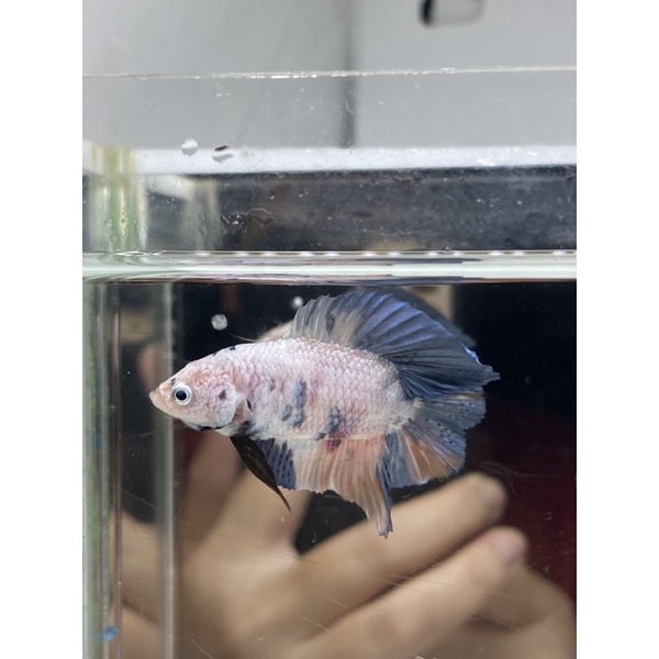 Cupang PKDT Multi PKDT1