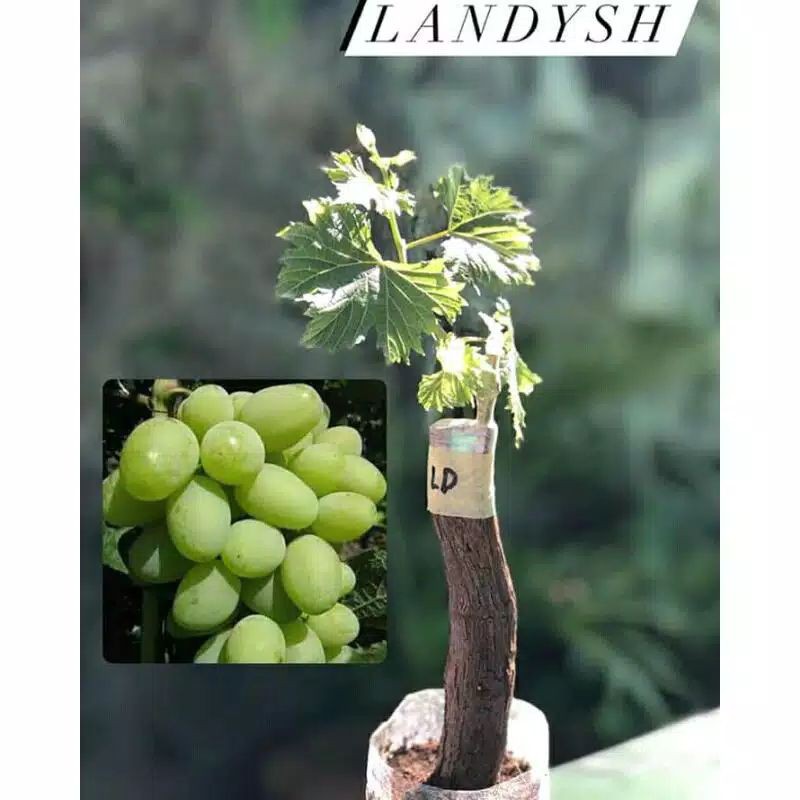 bibit anggur import landysh