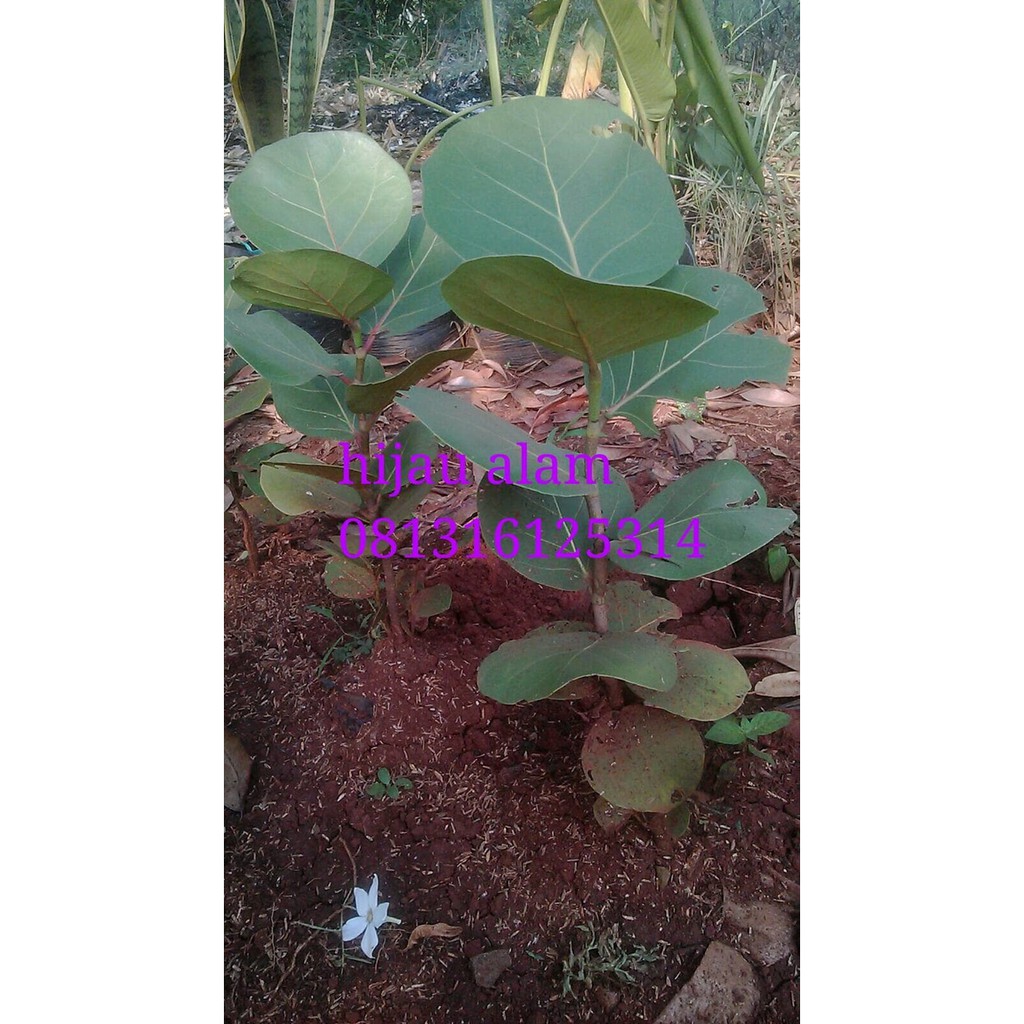 tanaman anggur laut / pohon pelindung anggur laut