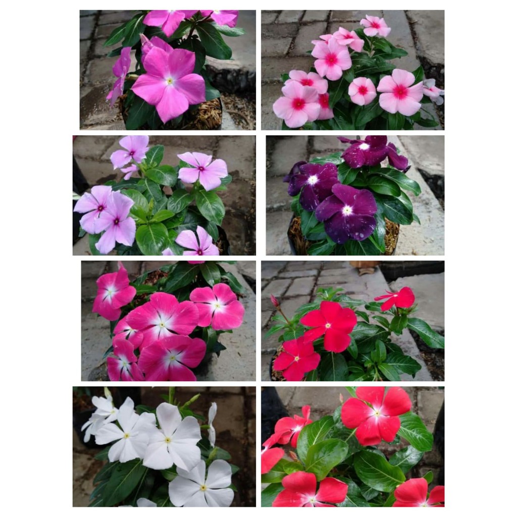 Tanaman Hias Bunga Vinca - tanaman berbunga - indoor BERGARANSI