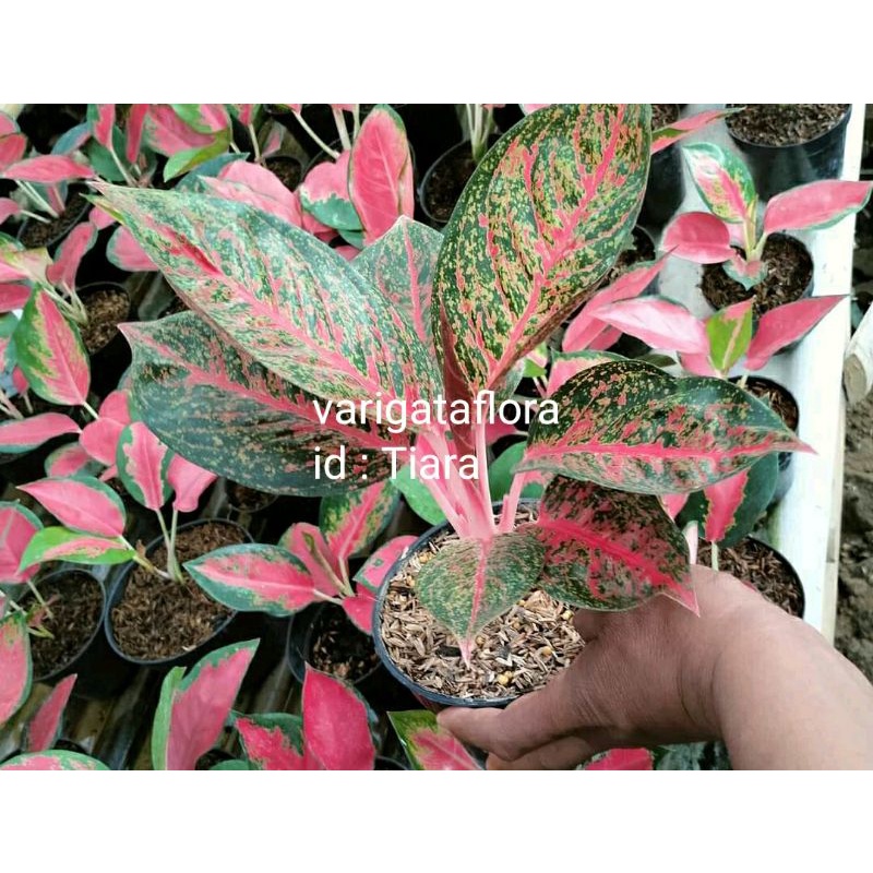 BIG SALE PROMO aglonema tiara bibit stek orginal berkualitas