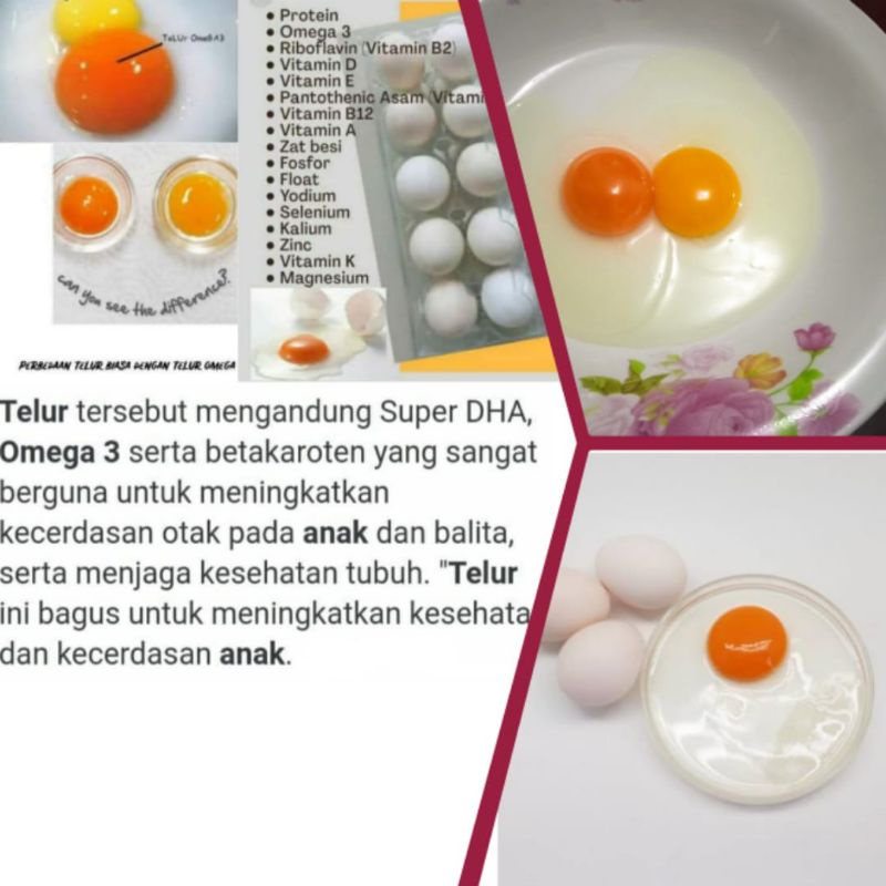 

Telur Omega