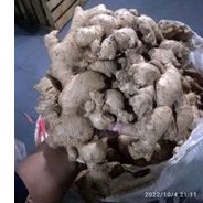 

Jahe Gajah 250gr, 500gr , 1000gr