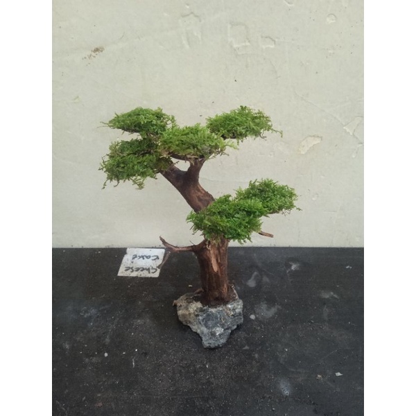 Hiasan akuarium pohon bonsai mini aquascape plus moss