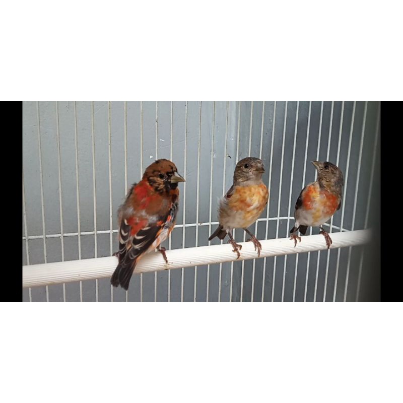 Red siskin klasik sepasang remaja