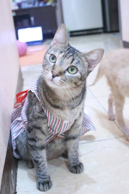 Dress strip pita merah lucu untuk kucing dan anjing size S-XL