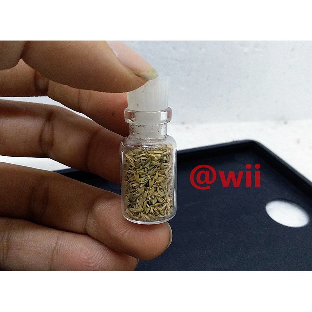 Bibit Benih Tanaman Air Mini Hair Grass Hairgrass Seed Aquascape Aquarium