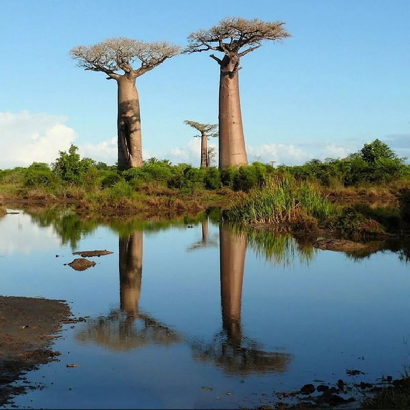 Benih Biji Pohon Baobab Digitata super besar