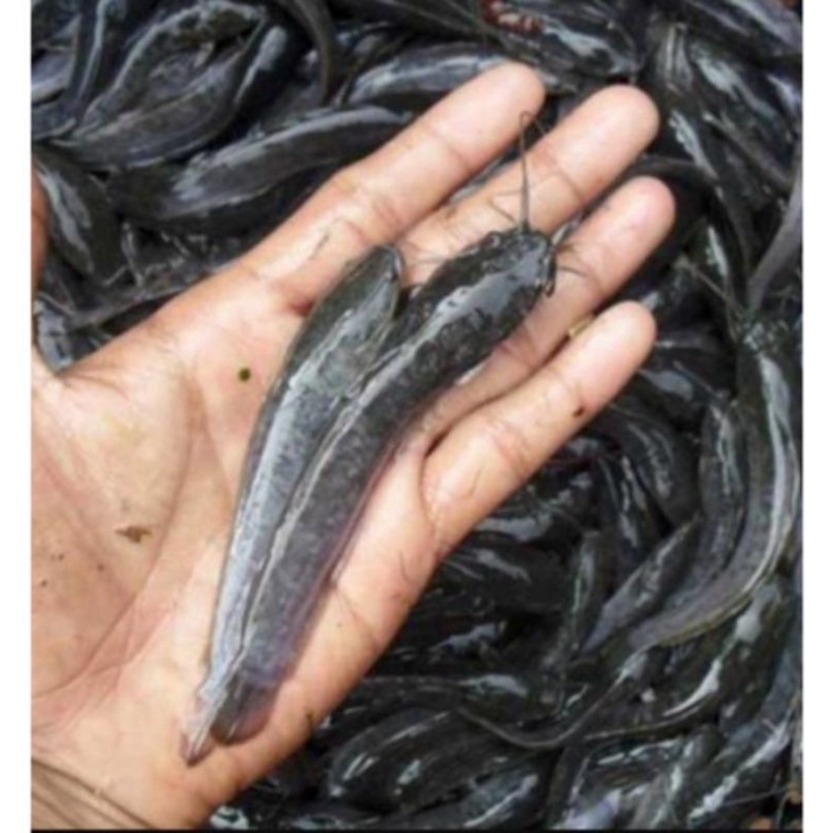 

Bibit ikan lele ukuran 11-12 cm Rp1.000 2 ekor