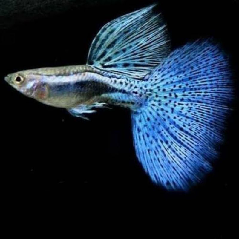 ikan guppy blue grass