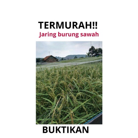 Jaring Burung Sawah/Jaring Burung Padi/Jaring Burung Pipit/Jaring Burung emprit/Jaring Burung perkutut/Jaring ikan/Jaring Burung Murah 50md/100yds Jaring Burung Pengaman Padi Di Sawah Jaring Pertanian