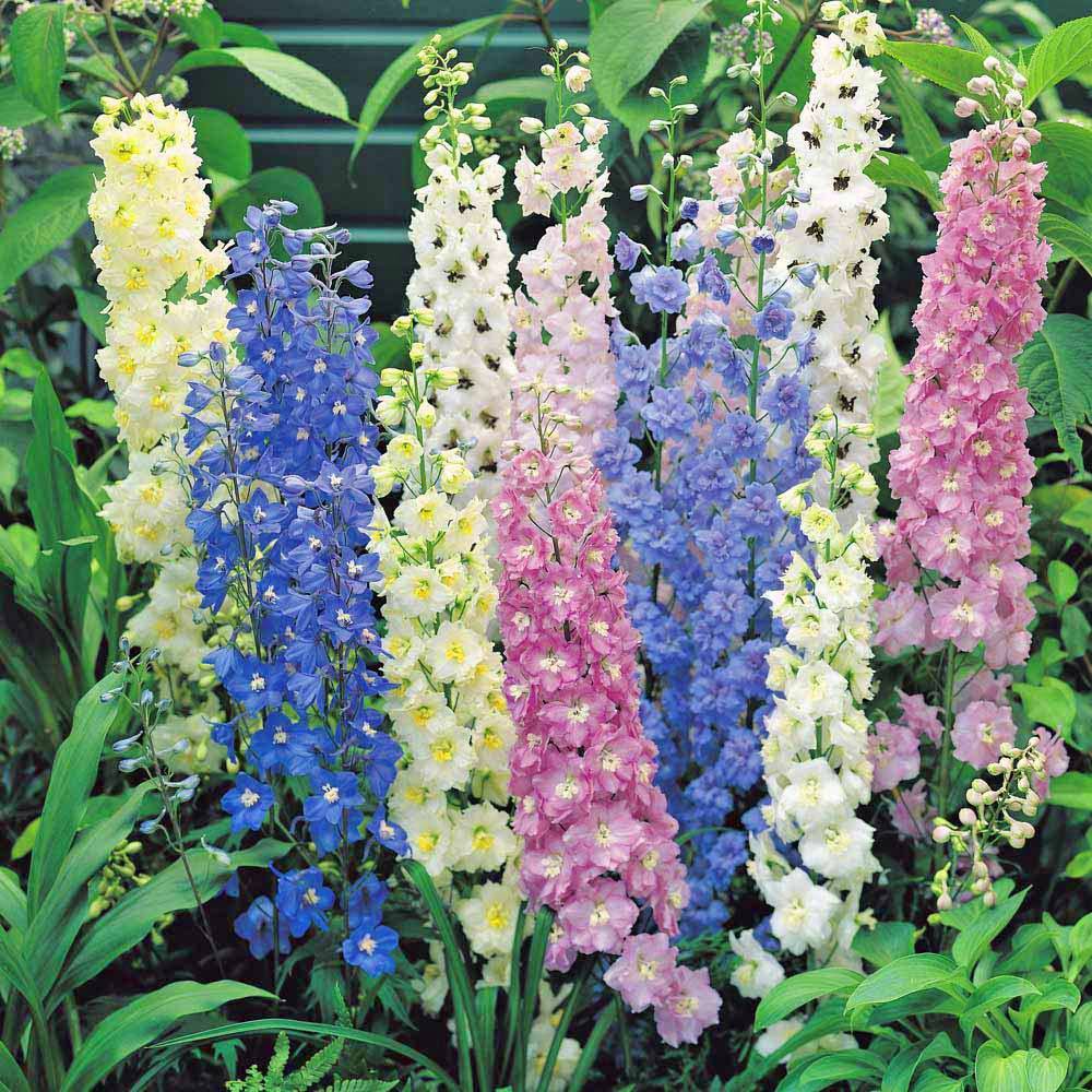 Benih Bibit Biji - Bunga Delphinium Choice Mixed Flower Seeds - IMPORT