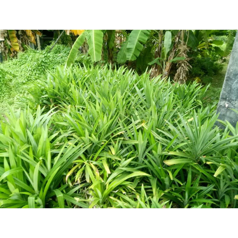 

[Paling Murah] Daun Pandan Besar dan Wangi