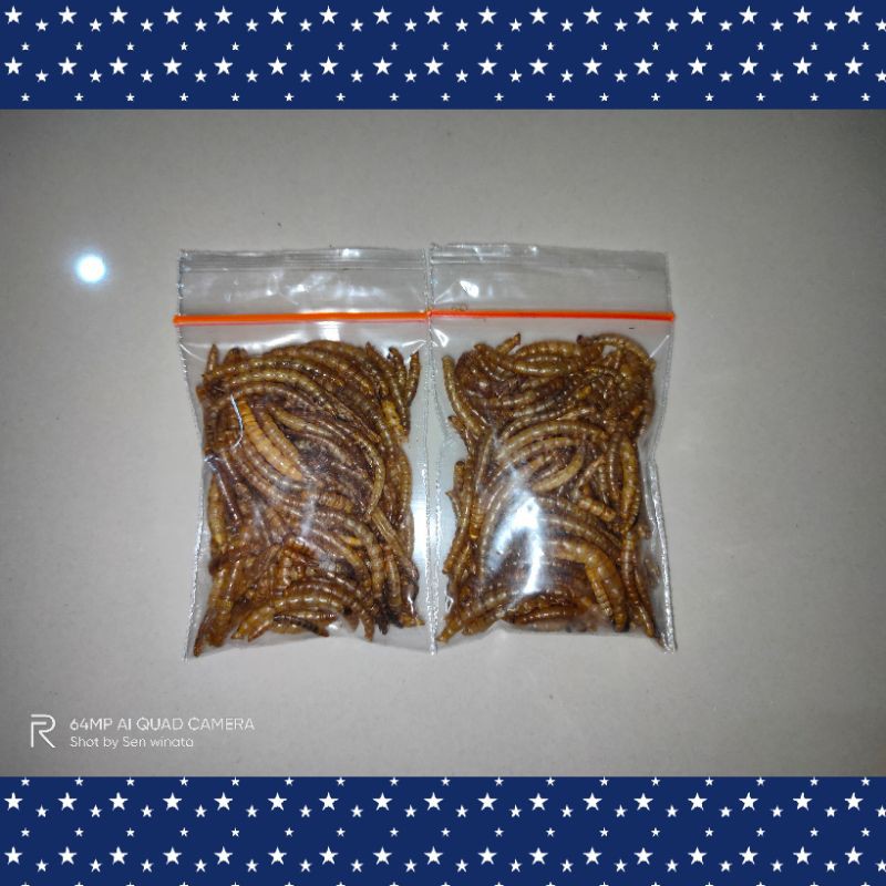 Mealworm ulat hongkong kering