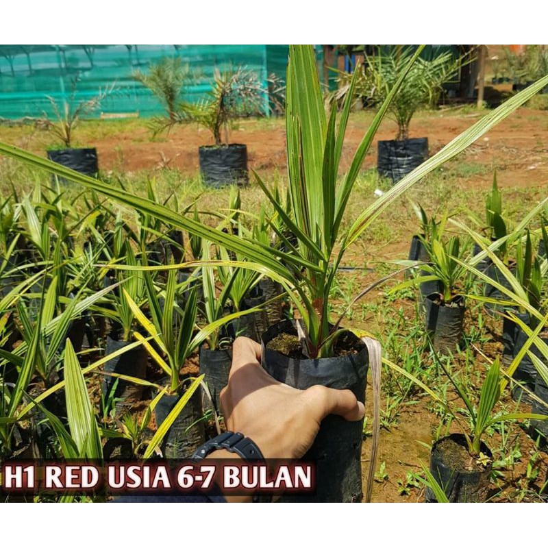 Bibit kurma tropis jantan genjah cepat berbuah