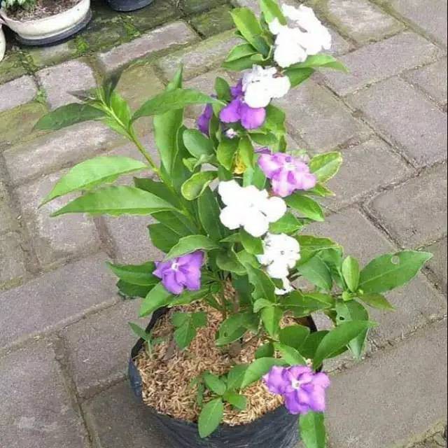 Tanaman Hias Melati Costa - Melati Mentomori - Brunfelsia Uniflora