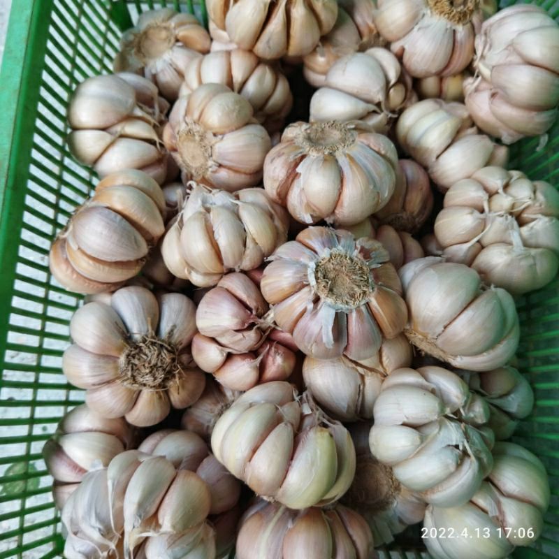 

RB Bawang Putih Banci 1kg Bawang Putih Honan