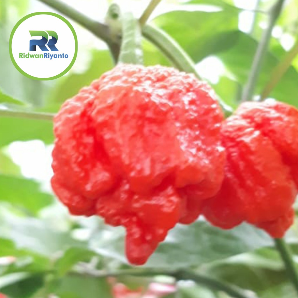 BIJI Benih Cabai TRINIDAD SCORPIO RED Chilli Pepper Chili ini BIJI Benih bukan BUAH CABE nya