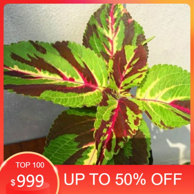 tanaman hias miana batik/tanaman miana/miana batik