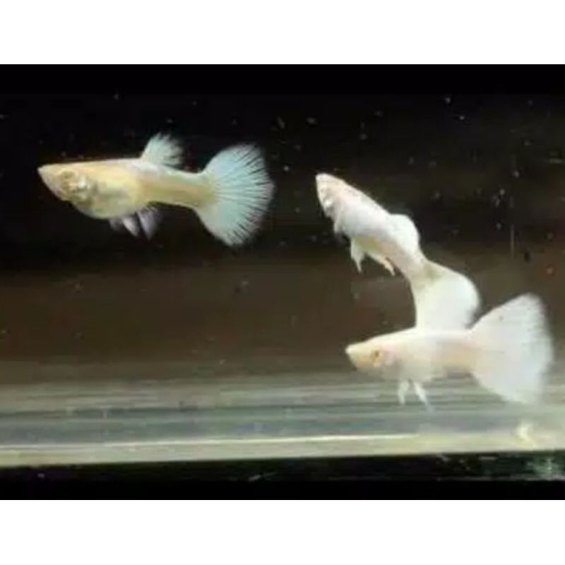 ikan guppy platinum
