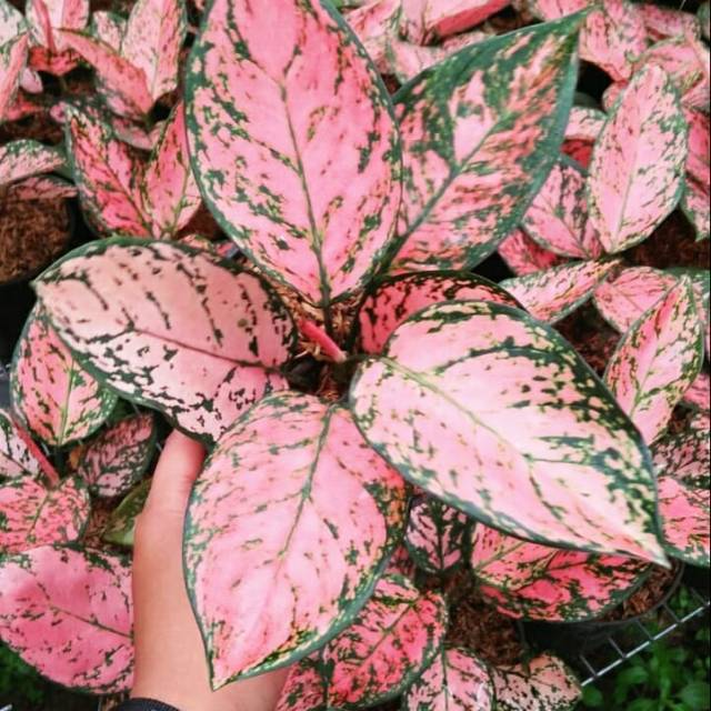 Aglonema valentine tanaman pot aglonema  valentine tanaman indoor aglonema valentine - anisa flora