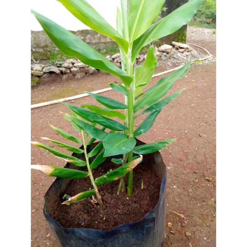 

Tanaman herbal temulawak/ lempuyang