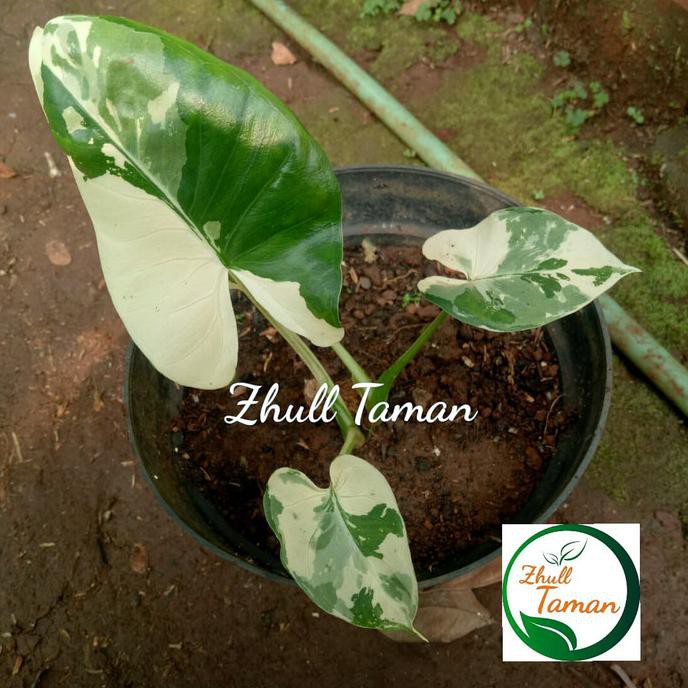 Tanama. Hias Sente Variegata | Alocasia Sente Variegata