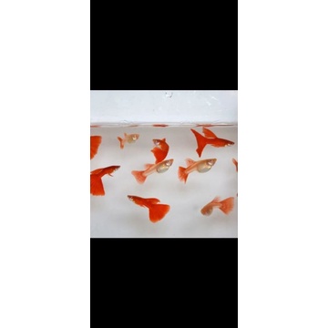 Paket 5 Pasang Ikan Hias Guppy Aquascape Albino Full Red (AFR) + Bonus 1 Pasang