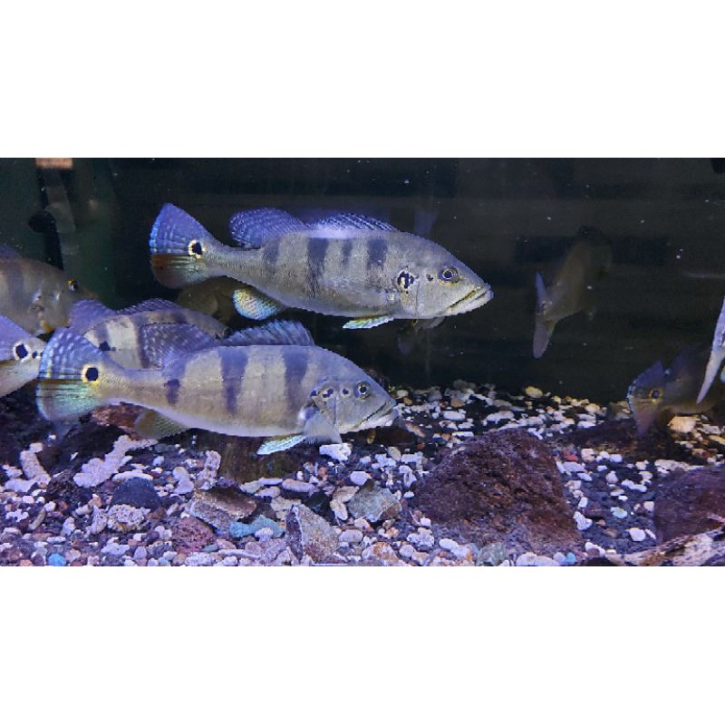 ikan peacok bass azul 25