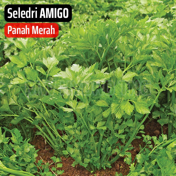 Benih Panah Merah, Seledri AMIGO - East West Seed