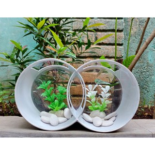 aquarium mini unik akrilik pvc bulat double cupang,gapi