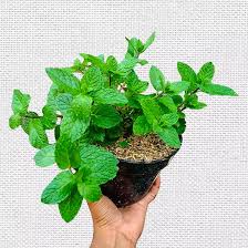 Daun mint (bisa cod) - JUAL BIBIT Tanaman Daun Mint Peppermint (bisa di konsumsi)