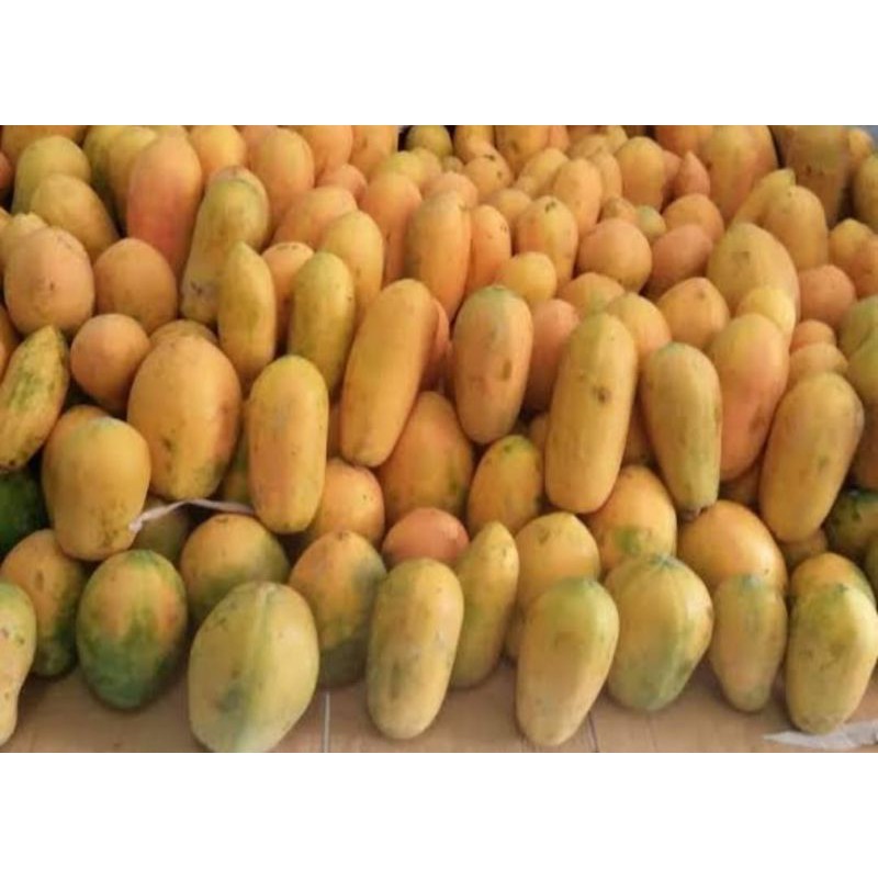 

Pepaya California segar