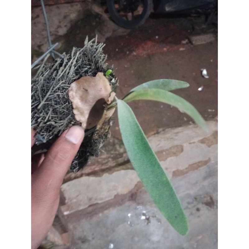 platycerium blue boy