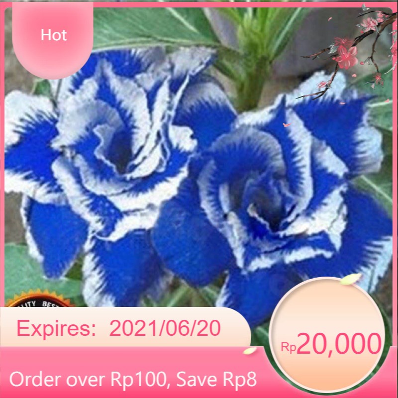 Adenium bunga tumpuk White blue